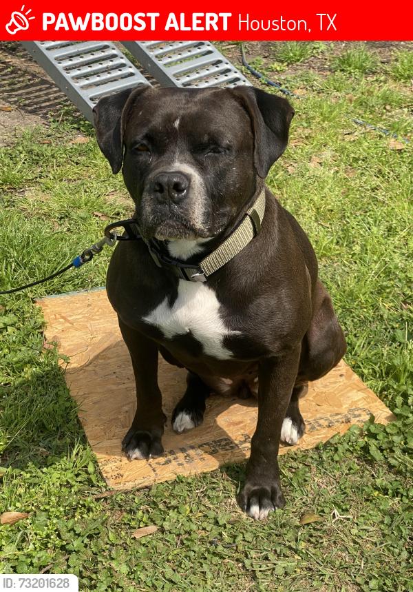 Lost Female Dog last seen Hirsch & Tronewood, Houston, TX 77016