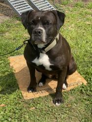 Lost Female Dog last seen Hirsch & Tronewood, Houston, TX 77016