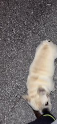Found/Stray Unknown Dog last seen 45th street east bradenton, Bradenton, FL 34203