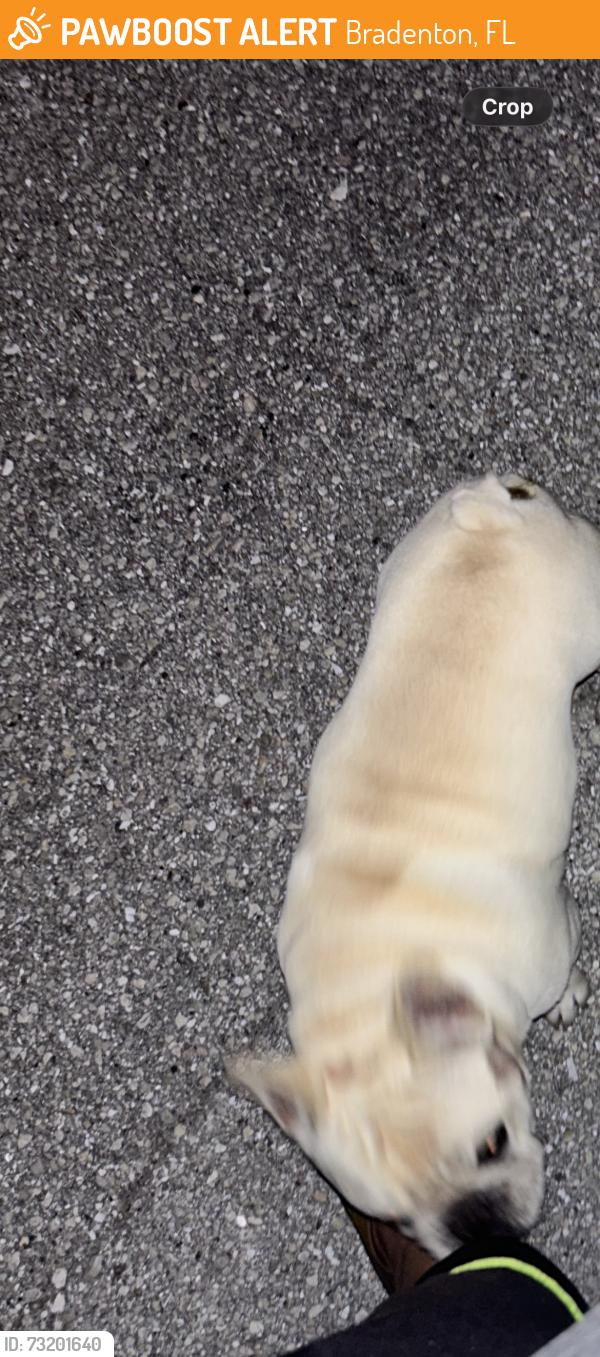 Found/Stray Unknown Dog last seen 45th street east bradenton, Bradenton, FL 34203