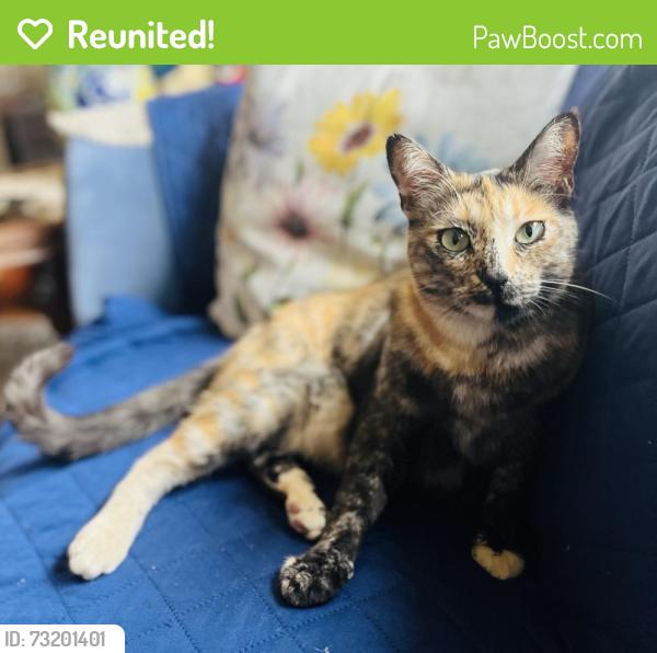 Reunited Female Cat last seen Alameda and Arlington, Berkeley, CA 94707