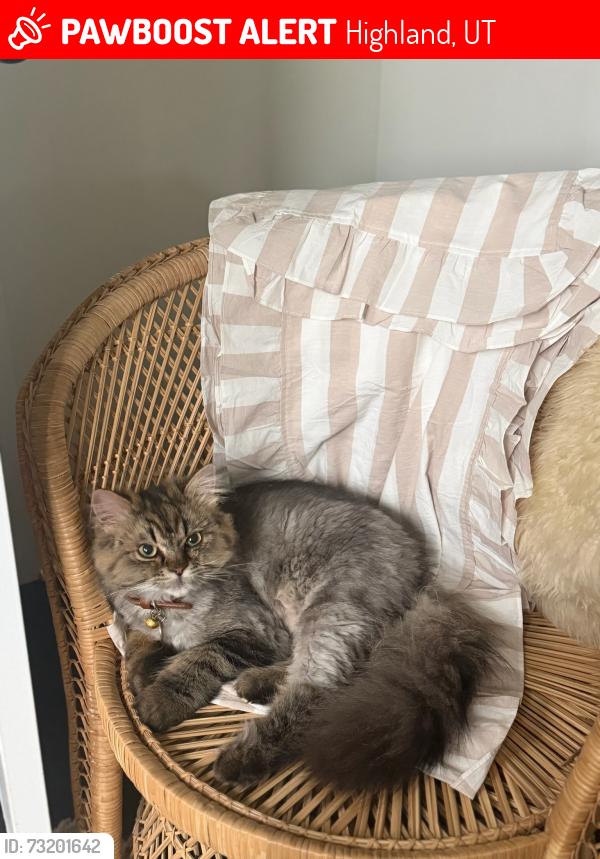 Lost Male Cat last seen Treasure cove, Highland, UT 84003