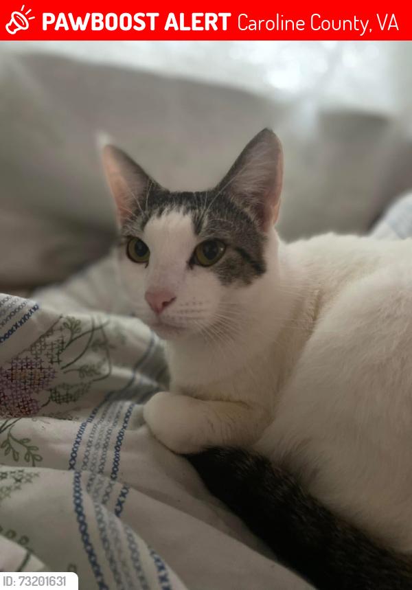 Lost Female Cat last seen Jericho road, Caroline County, VA 22546