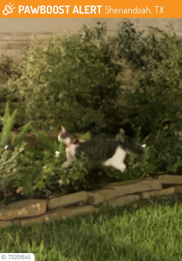 Found/Stray Unknown Cat last seen Sonoma Ct, Shenandoah, TX 77384