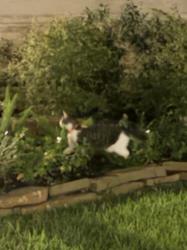 Found/Stray Unknown Cat last seen Sonoma Ct, Shenandoah, TX 77384