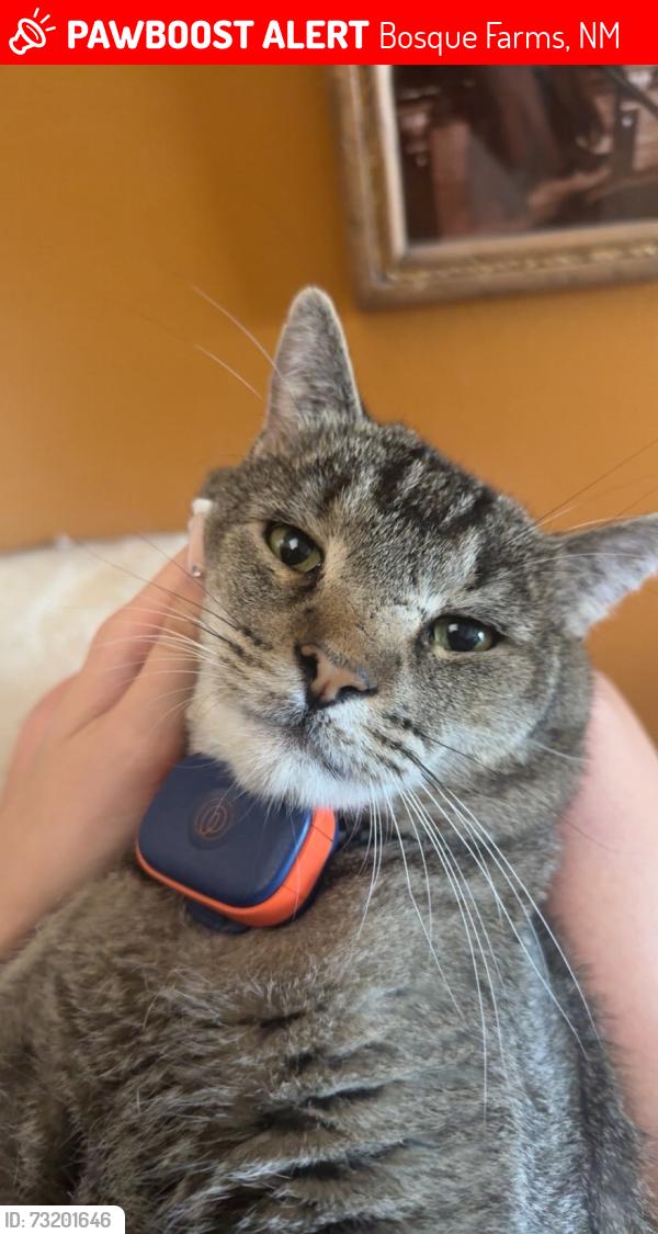 Lost Male Cat last seen Bosque Farms Flea Market, Bosque Farms, NM 87068