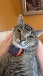 Lost Male Cat last seen Bosque Farms Flea Market, Bosque Farms, NM 87068