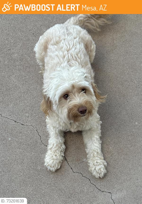 Found/Stray Female Dog last seen 7th Place & Longmore, Mesa, AZ 85201
