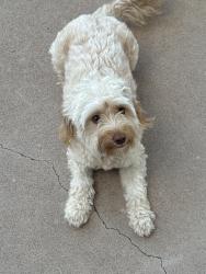 Found/Stray Female Dog last seen 7th Place & Longmore, Mesa, AZ 85201