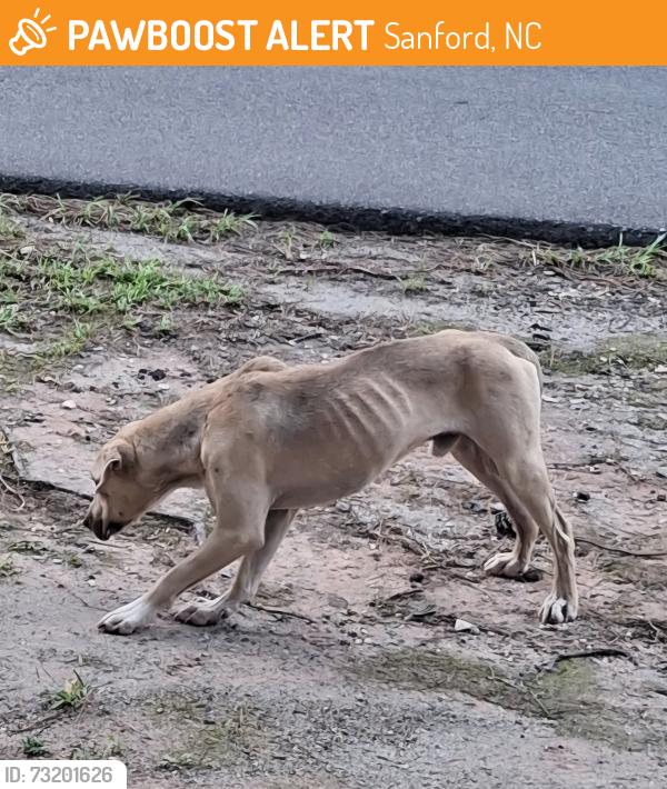 Rehomed Male Dog last seen Currie & Stuart Dr., Sanford, NC 27330
