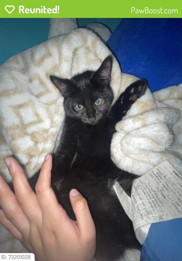 Reunited Female Cat last seen Near Lavelle Dr, Fredericksburg, VA 22407, USA, Fredericksburg, VA 22407
