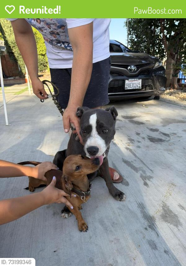 Reunited Male Dog last seen San Jose st and fox st, Los Angeles, CA 91345