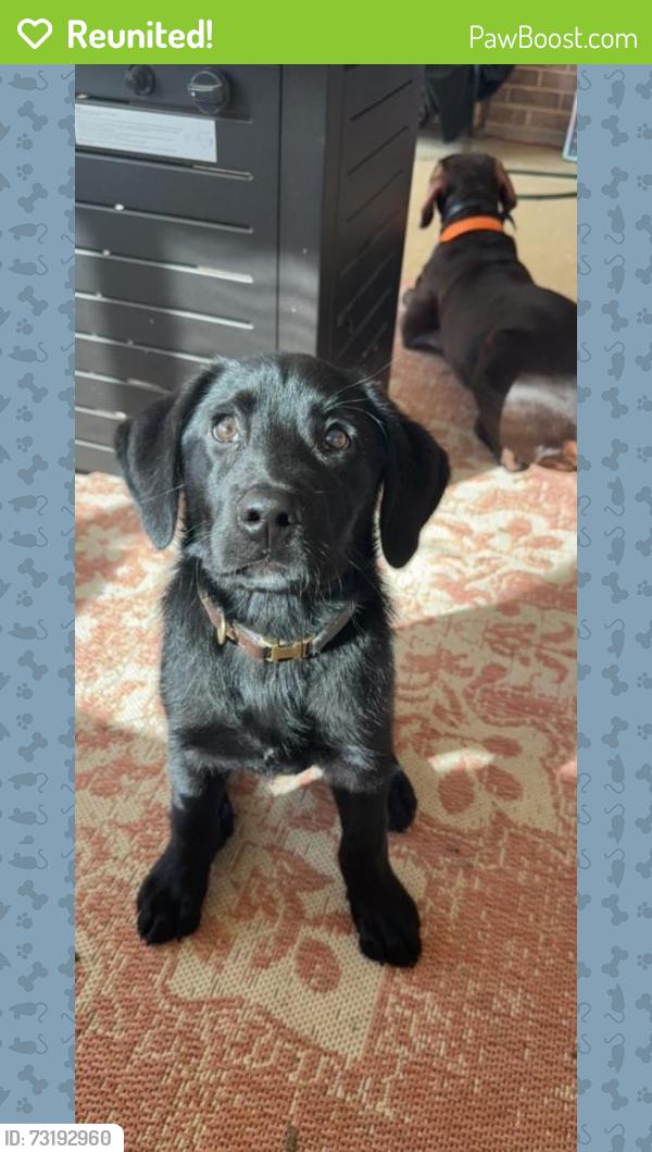 Reunited Male Dog last seen Hopewell Rd, Musella, GA 31066