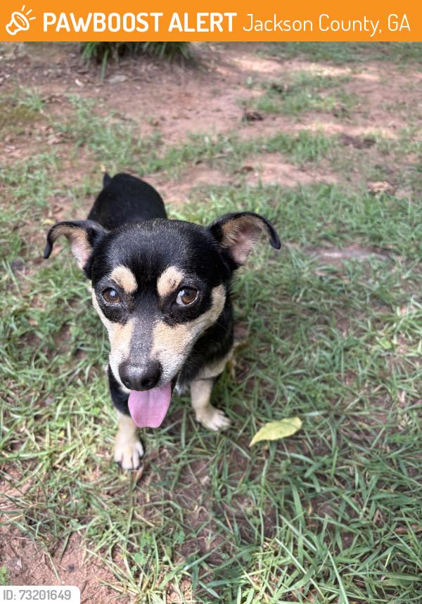 Found/Stray Male Dog last seen Near and Antioch Church Road, Jackson County, GA 30565