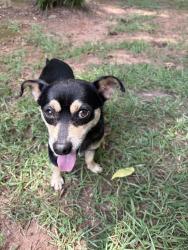 Found/Stray Male Dog last seen Near and Antioch Church Road, Jackson County, GA 30565