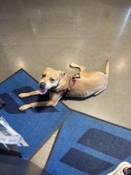 Found/Stray Male Dog last seen Northwest 36th and portland, Oklahoma City, OK 73112