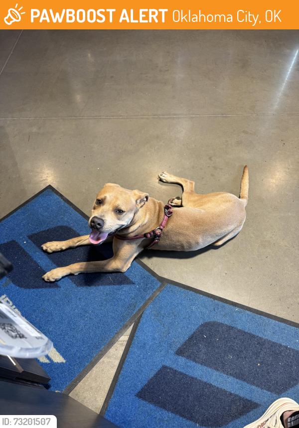 Found/Stray Male Dog last seen Northwest 36th and portland, Oklahoma City, OK 73112