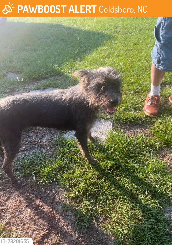 Found/Stray Unknown Dog last seen Brady Pl Goldsboro, Goldsboro, NC 27534