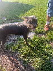 Found/Stray Unknown Dog last seen Brady Pl Goldsboro, Goldsboro, NC 27534