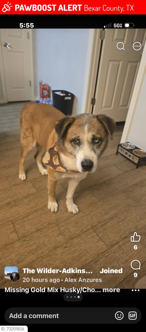 Lost Male Dog last seen Near and I10, Bexar County, TX 78101