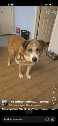 Lost Male Dog last seen Near and I10, Bexar County, TX 78101