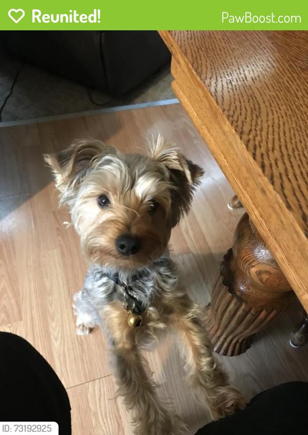 Reunited Male Dog last seen between Glenmoor and Laramie off 11 mile in the wooded area., Novi, MI 48374