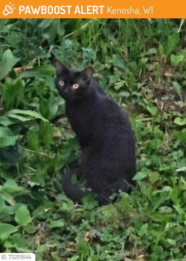 Found/Stray Unknown Cat last seen Corner of 70th St and 40th Ave, Kenosha, WI 53142