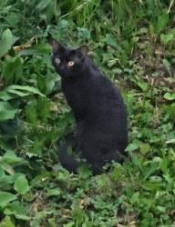 Found/Stray Unknown Cat last seen Corner of 70th St and 40th Ave, Kenosha, WI 53142