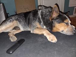 Lost Male Dog last seen Antwerp, Horizon City, TX 79928