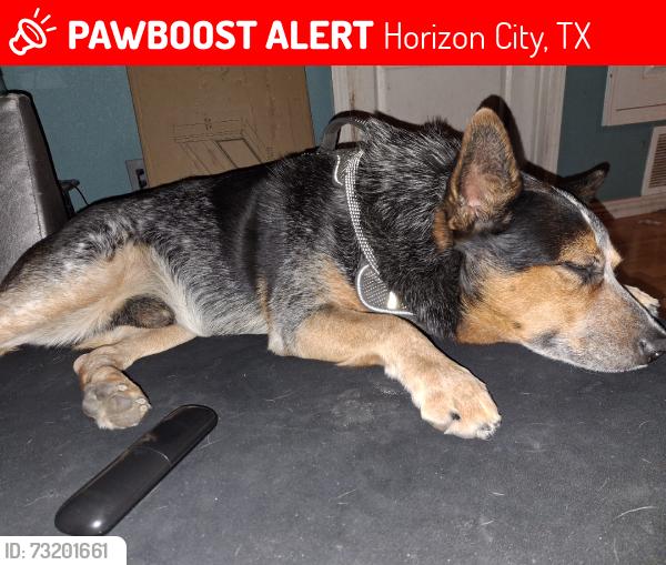 Lost Male Dog last seen Antwerp, Horizon City, TX 79928