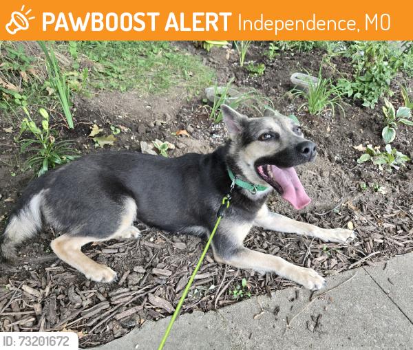 Found/Stray Female Dog last seen Union and White Oak, Independence, MO 64050