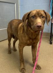 Shelter Stray Male Dog last seen Near Conisburgh Court, 30087, GA, 3280 Chamblee Dunwoody Rd, Chamblee, GA 30341, USA