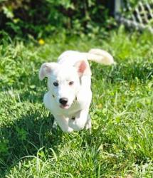 Shelter Stray Male Dog last seen Near W pratt st, 21201, MD, 2490 Giles Rd, Baltimore, MD 21225, USA