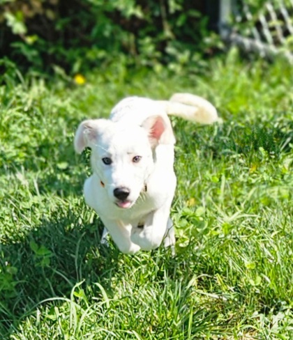 Shelter Stray Male Dog last seen Near W pratt st, 21201, MD, 2490 Giles Rd, Baltimore, MD 21225, USA