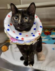 Shelter Stray Female Cat last seen Near E Baltimore St, 21224, MD, 2490 Giles Rd, Baltimore, MD 21225, USA