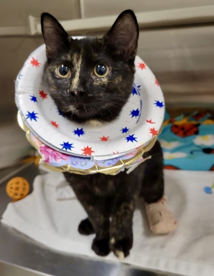 Shelter Stray Female Cat last seen Near E Baltimore St, 21224, MD, 2490 Giles Rd, Baltimore, MD 21225, USA