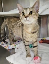 Shelter Stray Female Cat last seen Near N Rose St, 21224, MD, 2490 Giles Rd, Baltimore, MD 21225, USA
