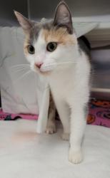 Shelter Stray Female Cat last seen E 22nd St & Guilford Ave, 21218, MD, 2490 Giles Rd, Baltimore, MD 21225, USA