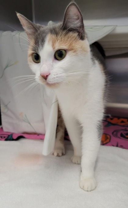 Shelter Stray Female Cat last seen E 22nd St & Guilford Ave, 21218, MD, 2490 Giles Rd, Baltimore, MD 21225, USA