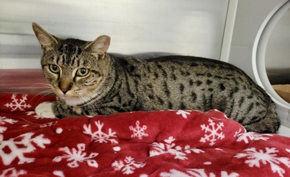Shelter Stray Male Cat last seen Near E Federal St, 21213, MD, 2490 Giles Rd, Baltimore, MD 21225, USA