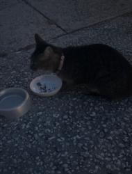 Reunited Female Cat last seen Near Washington Avenue, Melbourne, FL 32935