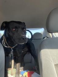 Found/Stray Male Dog last seen 112th and foster, Portland, OR 97266