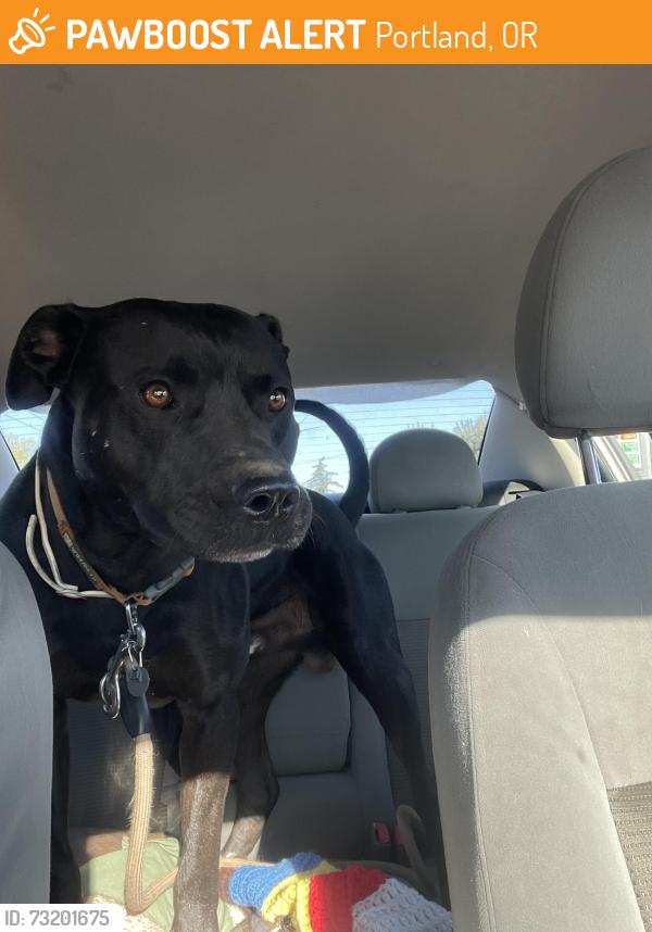 Found/Stray Male Dog last seen 112th and foster, Portland, OR 97266