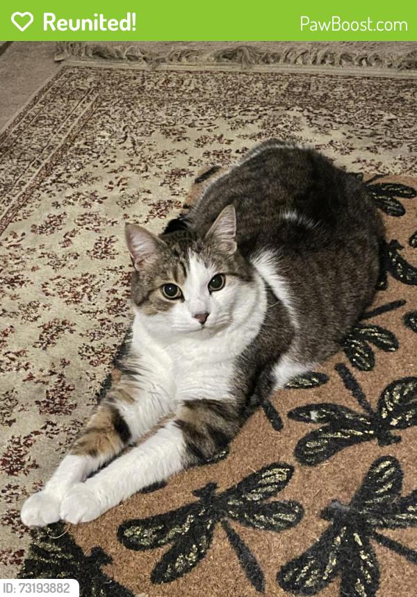 Reunited Male Cat last seen St-Grégoire / parc Laurier, Montréal, QC H2J 2Y6