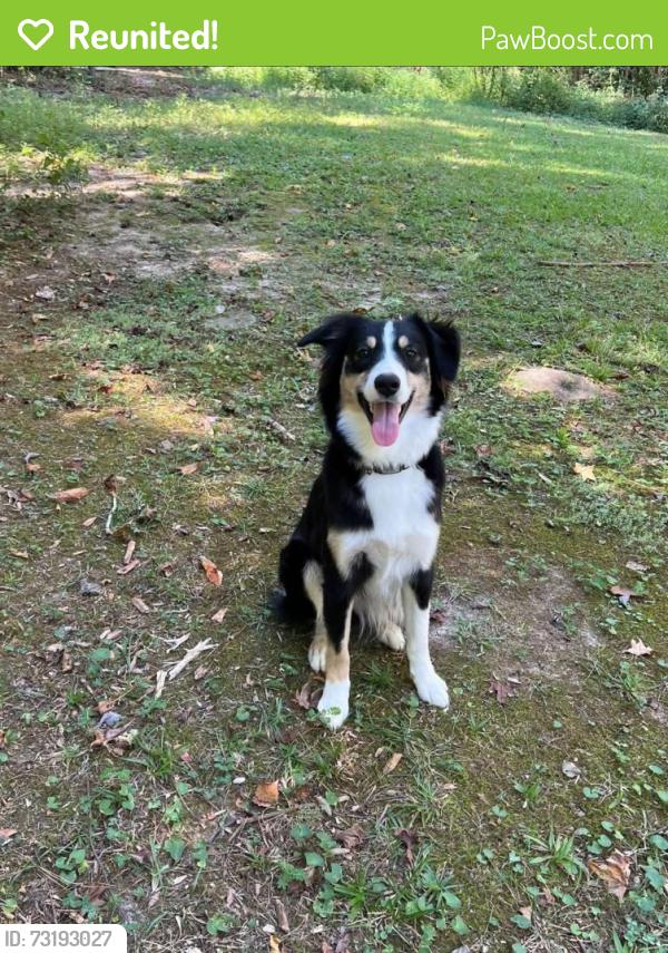 Reunited Female Dog last seen Fisher Road going toward Highland Park subdivision off of Minix Road, Coweta County, GA 30277