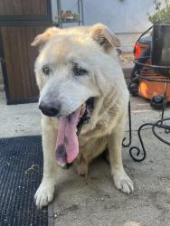 Reunited Male Dog last seen Valerio Street and Woodley Avenue, Los Angeles, CA 91406