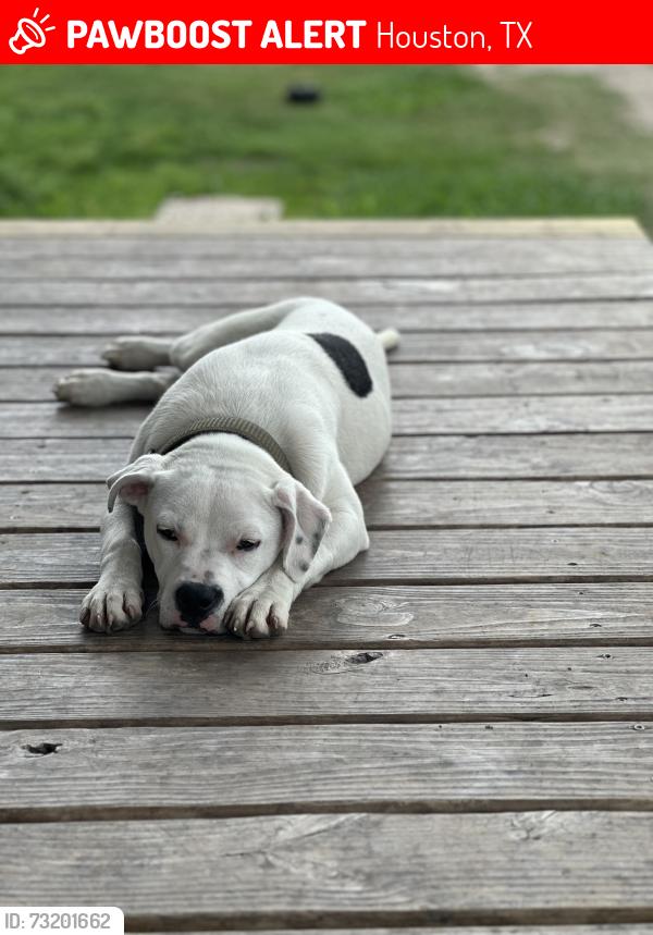 Lost Female Dog last seen Hirsch and Tronewood, Houston, TX 77016