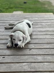 Lost Female Dog last seen Hirsch and Tronewood, Houston, TX 77016