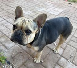 Reunited Female Dog last seen Linn and owens, Las Vegas, NV 89110