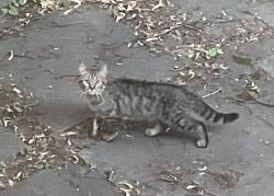 Found/Stray Unknown Cat last seen evergreen lane n, Plymouth, mn, Plymouth, MN 55441